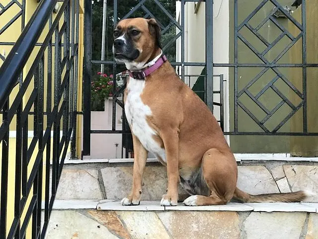 Hotel de apartamente Eptanisa Mikros Gialos